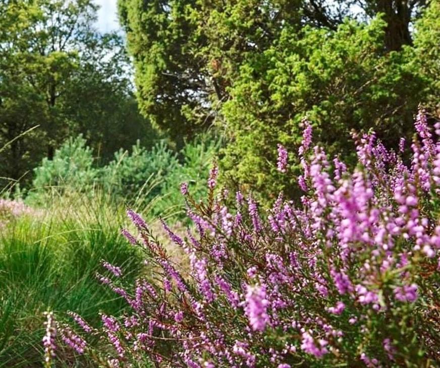 Апартаменти Schaapskooi 20 Двінґело Екстер'єр фото